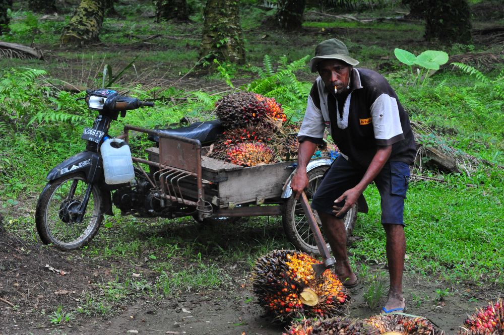 Indonésie zastavuje vývoz palmového oleje, důsledky pocítí celý svět